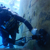 Seaweed Diving